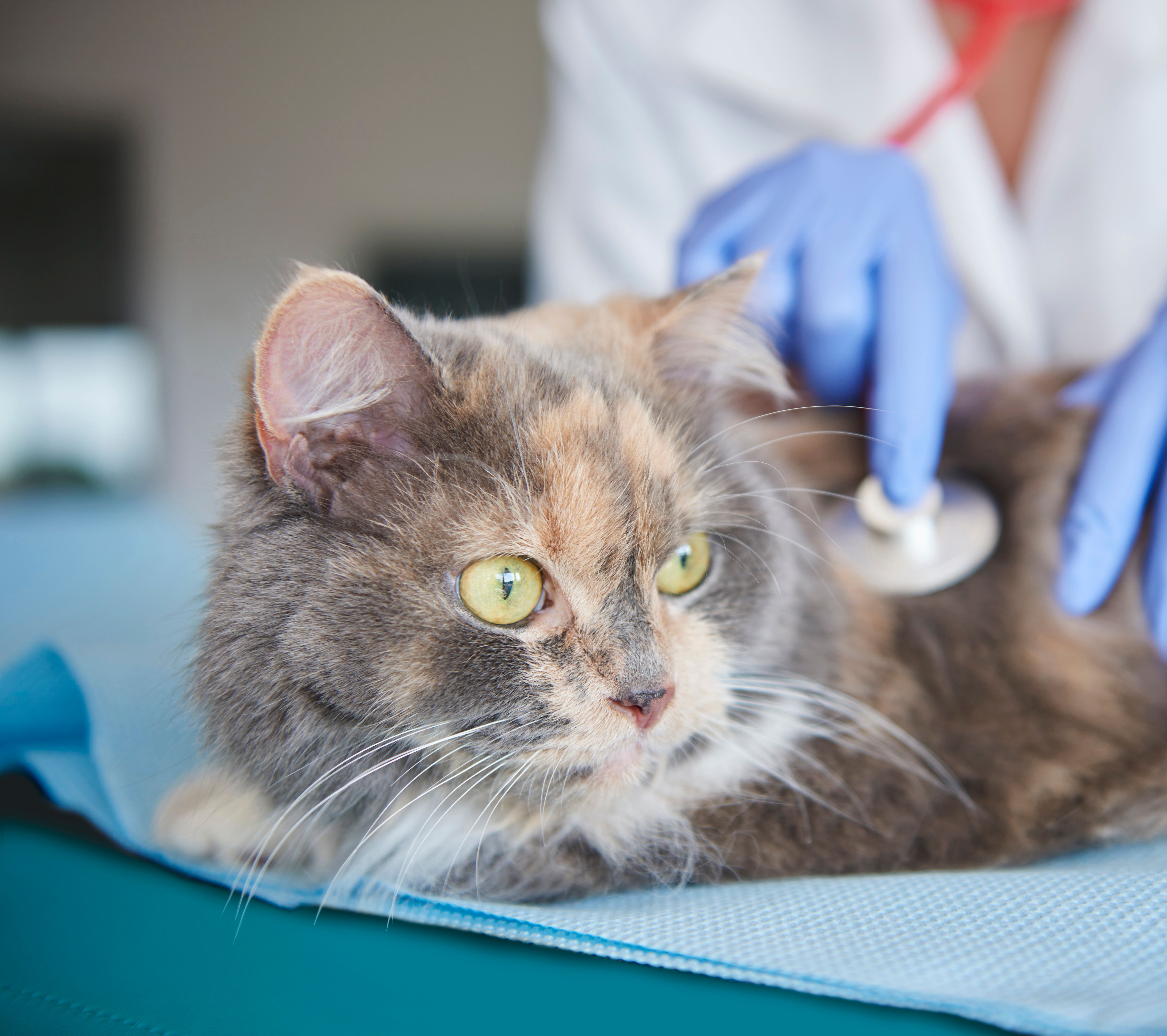 Clínica Veterinária Livet Campinas